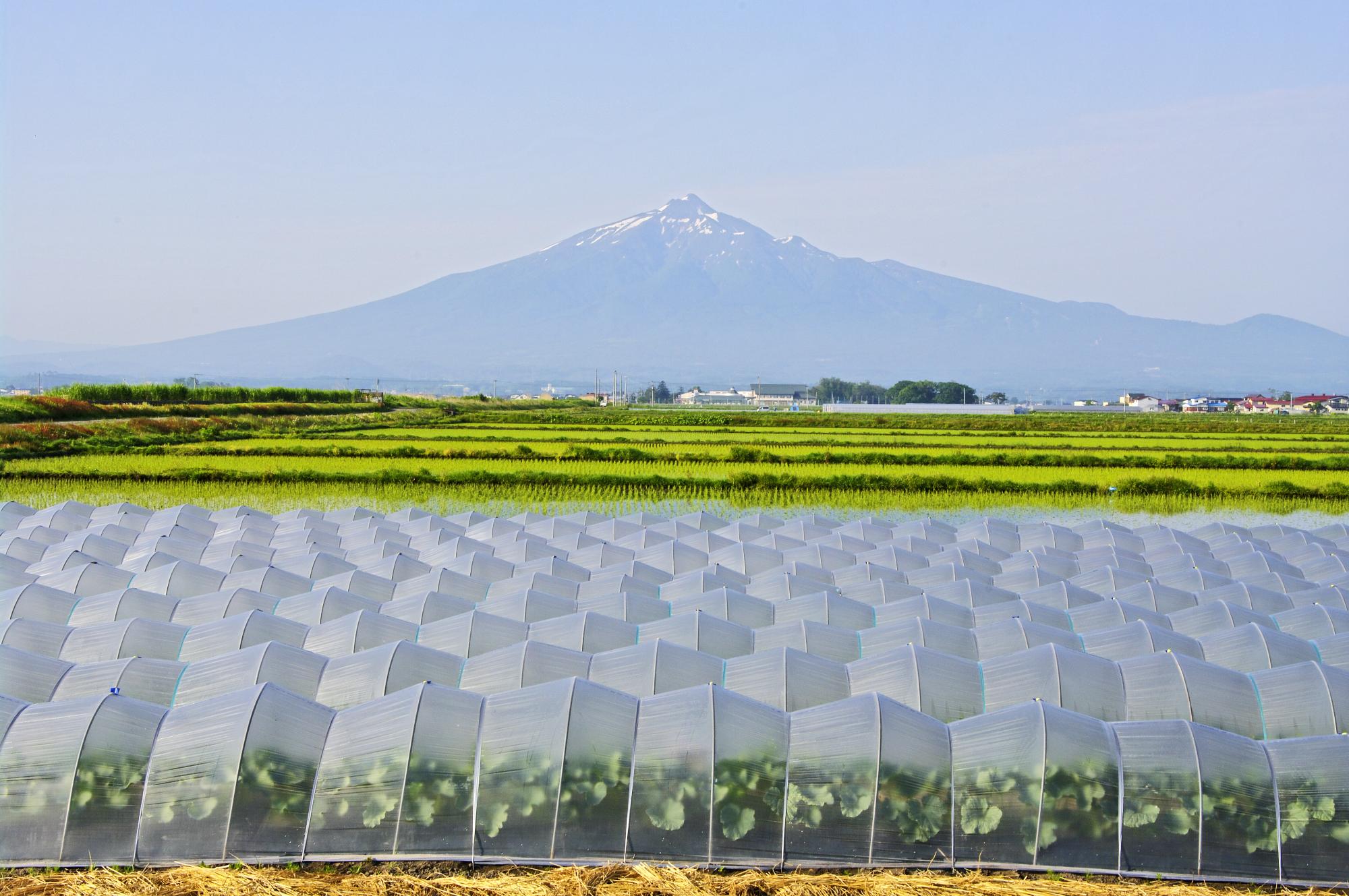 手前にはたくさんのビニールハウスの畑や苗を植えたばかりの緑が広がる田んぼ、その奥に大きな山の岩木山が見える写真