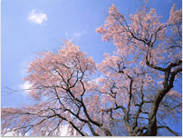 桜の画像