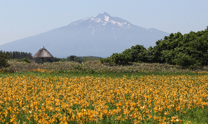 ベンセ湿原のニッコウキスゲと岩木山