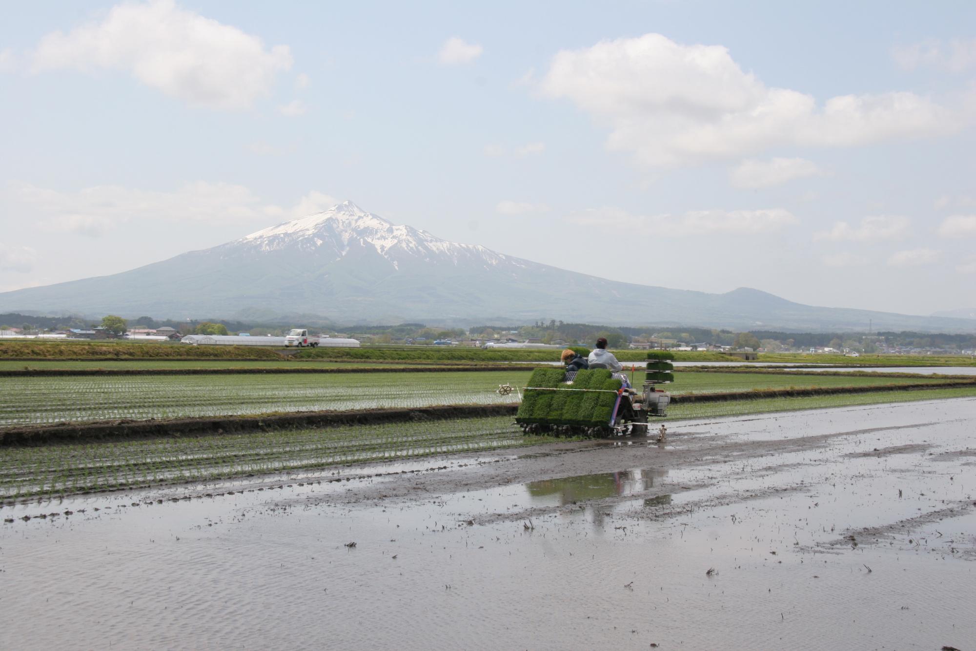 薄っすらと雪が残った山を背景に、田んぼで田植え機を使って田植えが行われている写真