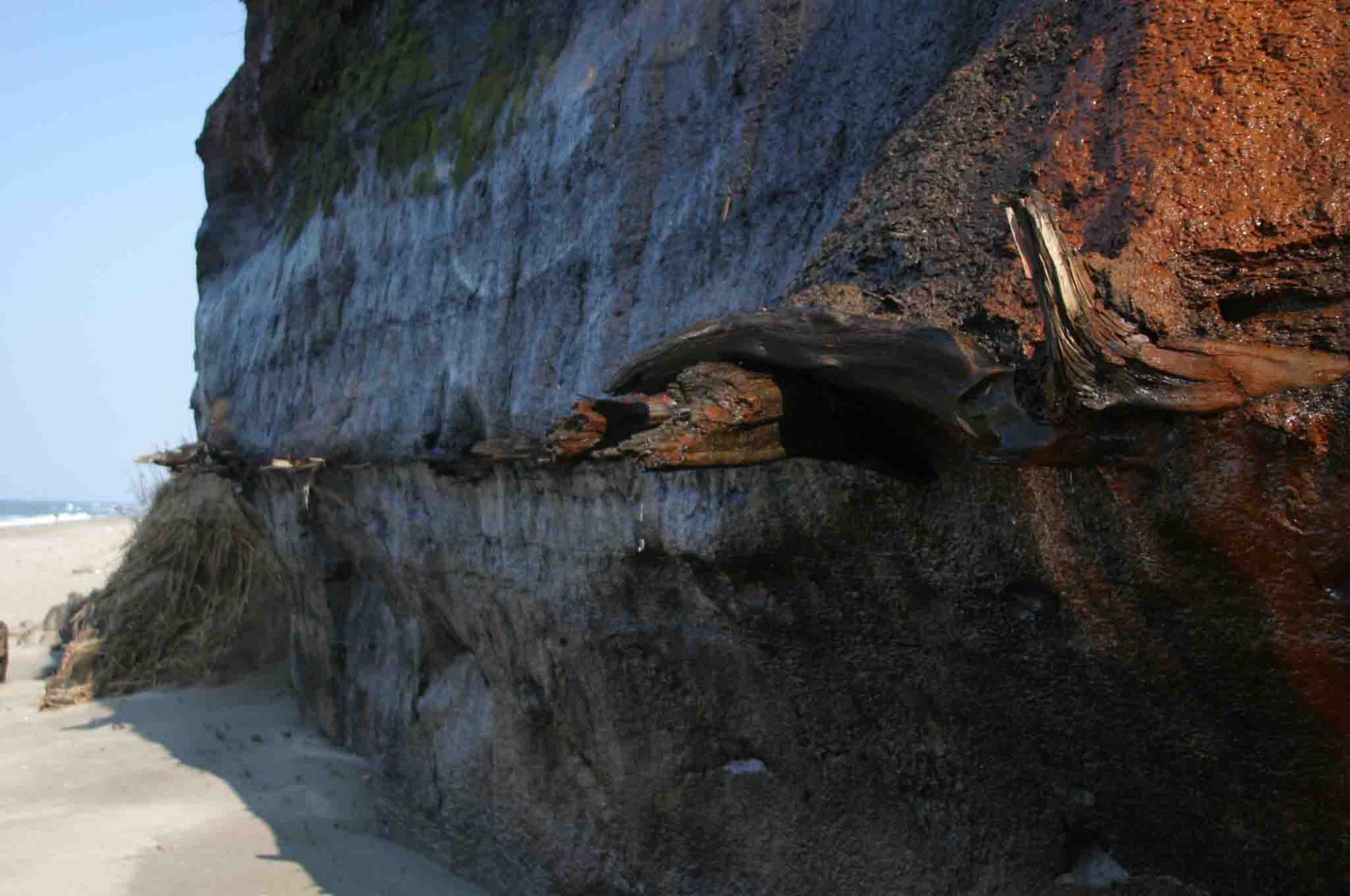 海岸の砂浜にある岩肌に地層が見えている最終氷期埋没林の写真