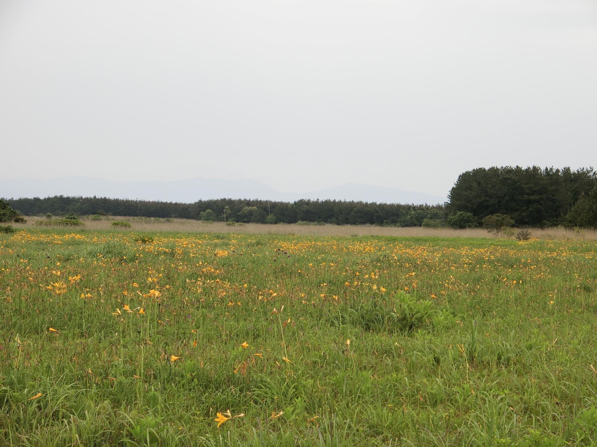 広々とした草原に背の高い茎と橙黄色の花びらをもつニッコウキスゲがあちらこちらに咲き乱れている写真
