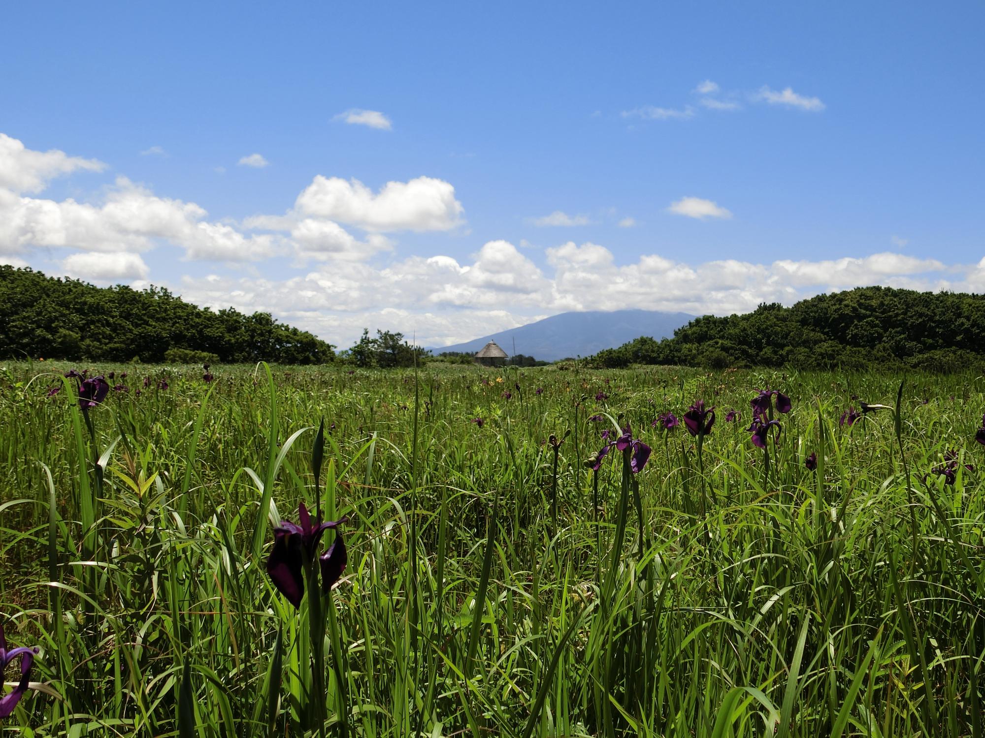 スラリと伸び茎の頂部に赤紫色の花をつけたノハナショウブがあちらこちらに咲いている写真