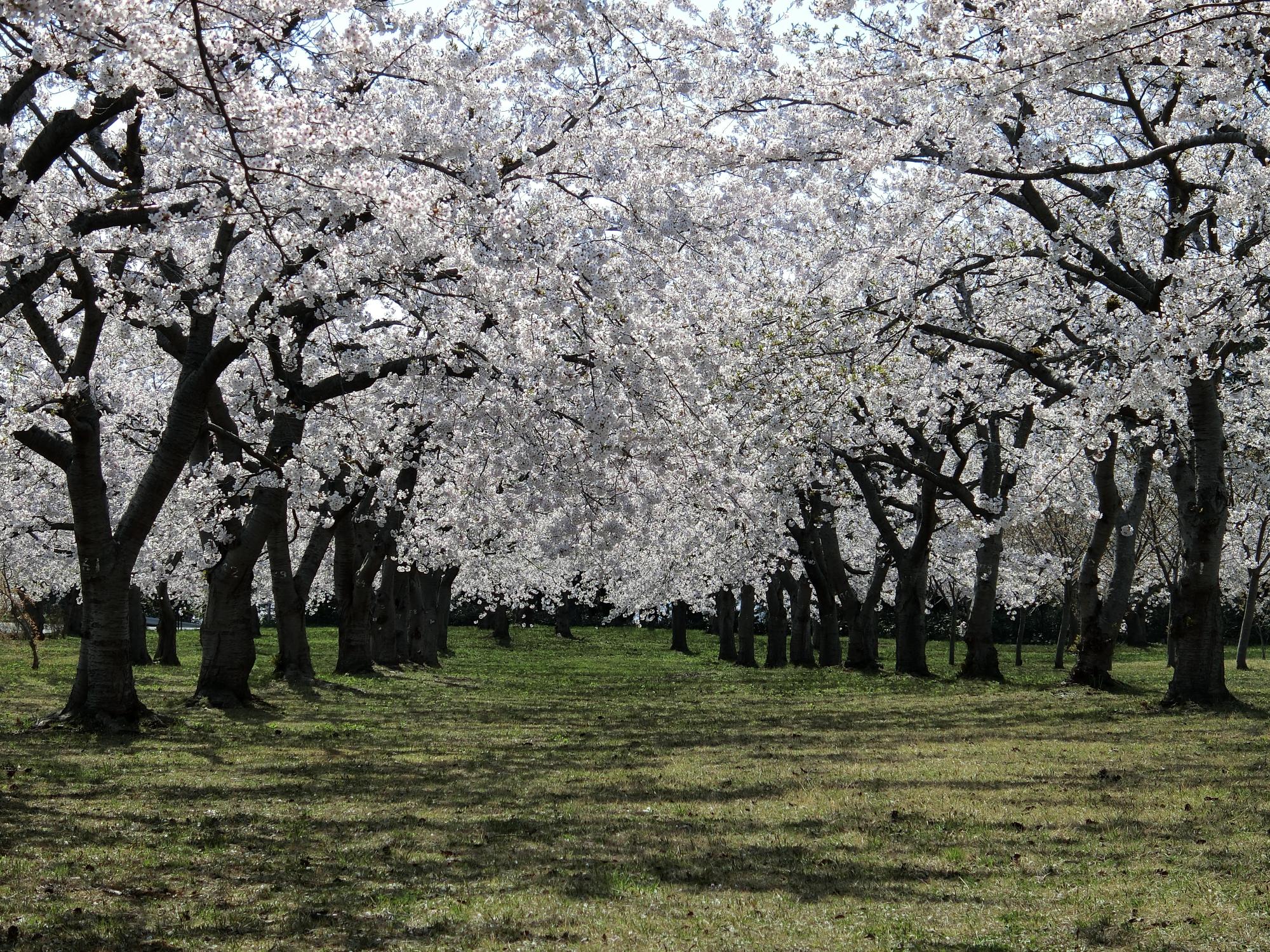 見事に咲き誇る平滝沼公園の桜の木々を写した写真