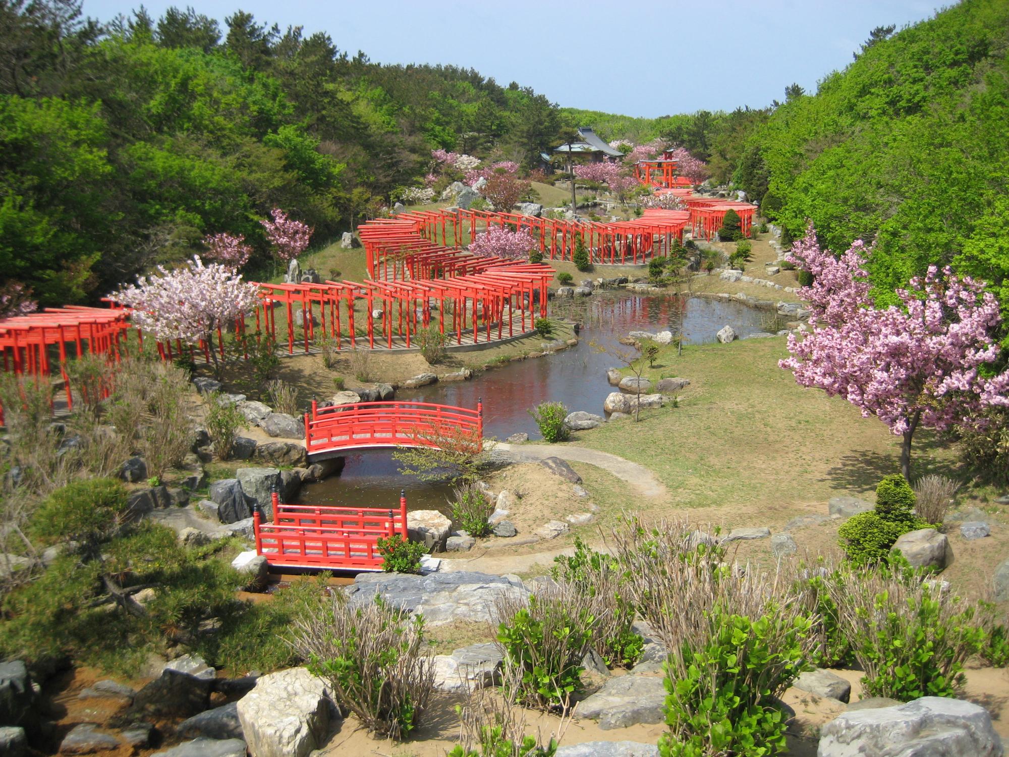 桜と千本鳥居が幾重にも重なりその奥に高山稲荷神社参集殿が見えている風景写真