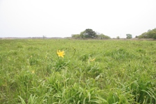 一輪のニッコウキスゲが咲くベンセ湿原の風景写真