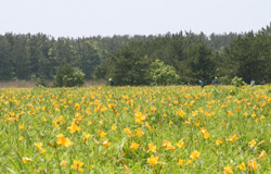 満開に咲くニッコウキスゲの風景写真