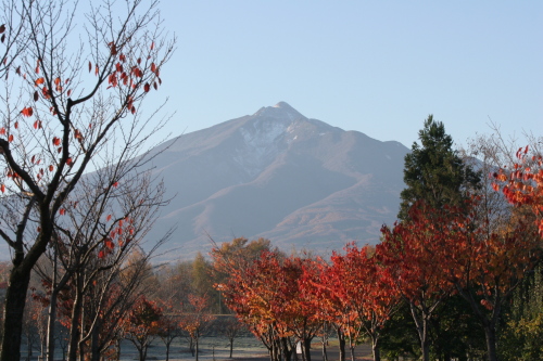 つがる地球村の桜の並木道から見た朝の岩木山の写真