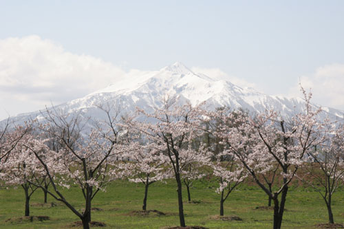 森田町の地球村に咲く桜の写真