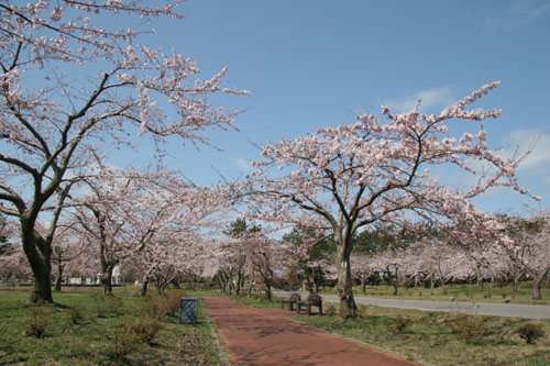 平滝沼公園に咲く桜の写真