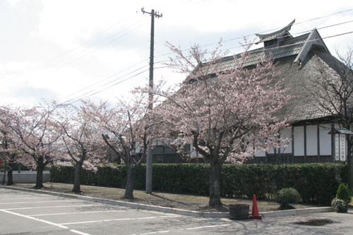 稲垣町のいこいの里周辺に咲く桜の写真
