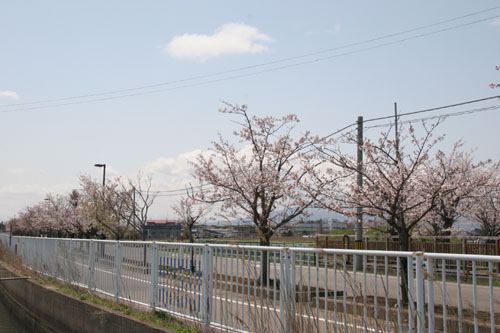 柏小学校前の歩道沿いに咲く桜の写真