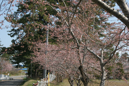 豊富町の地方道、鰺ヶ沢蟹田線沿いの桜の写真