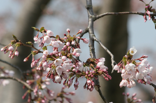平滝沼公園の桜の写真