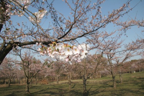 平滝沼公園の桜の写真
