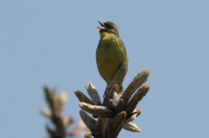 ベンセ湿原いた小鳥のの写真