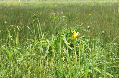 1輪のニッコウキスゲが花を咲かせたベンセ湿原の風景写真
