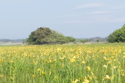 満開に咲きほこるニッコウキスゲの風景写真