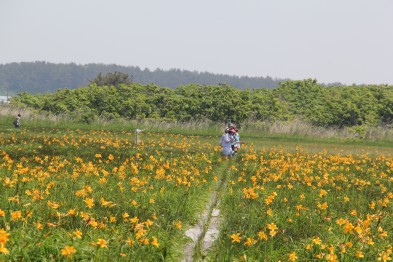 ニッコウキスゲが咲く遊歩道を散策する観光客の写真