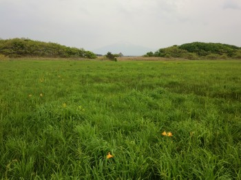 みどりの中に数本のニッコウキスゲが咲くベンセ湿原の写真