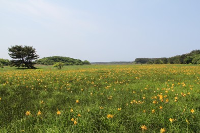 ニッコウキスゲが咲き誇るベンセ湿原の風景写真