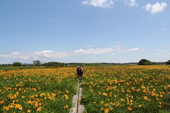 ニッコウキスゲが咲き誇るベンセ湿原を散策する観光客の写真