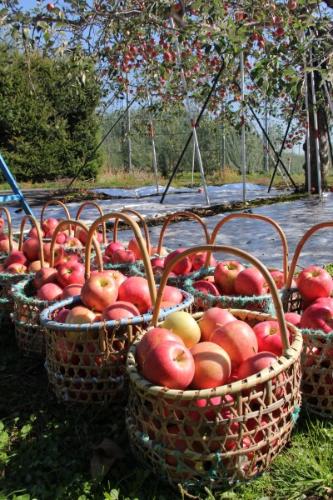 りんご（ジョナゴールド）の収穫の写真