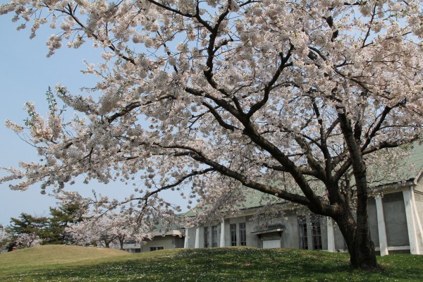 銀杏ケ丘公園の桜の写真