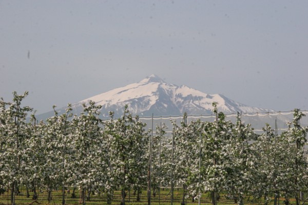 柏のリンゴ畑の写真
