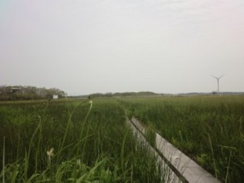 みどりの中に染まるベンセ湿原の風景写真