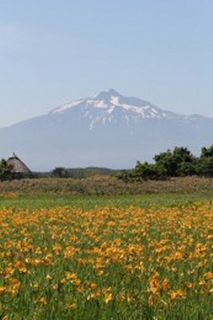富士山を背景にした満開に咲くニッコウキスゲの写真