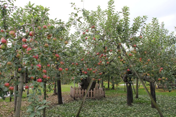 日本最古のりんごの樹の写真