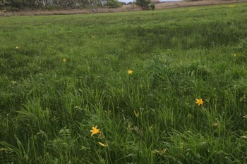 ちらほらニッコウキスゲが咲いているベンセ湿原の写真