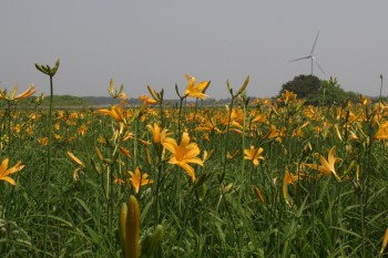 風車を背に鮮やかな花を咲かせるニッコウキスゲの写真