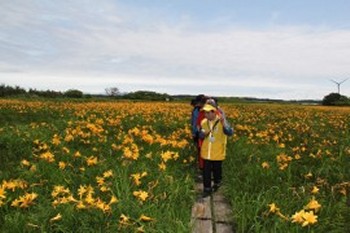 ニッコウキスゲが咲くベンセ湿原の散策路を案内するボランティアガイドの写真