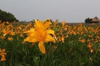 ニッコウキスゲの花の拡大写真