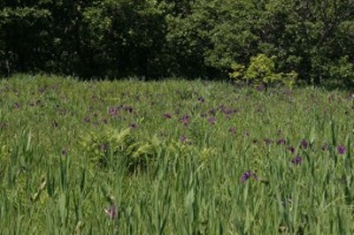 ノハナショウブの花々が咲くベンセ湿原の写真