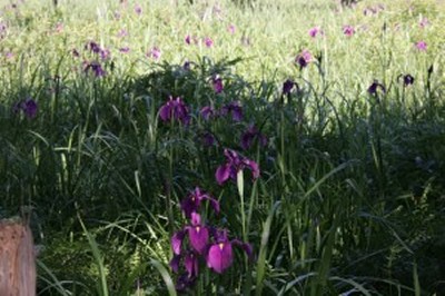 ノハナショウブの花々の写真