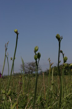 快晴の下で茎を伸ばす夏の草花の写真