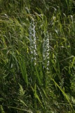 ベンセ湿原で顔を覗かせる夏の草花の写真