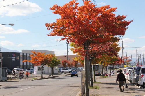 紅葉した街路樹の写真