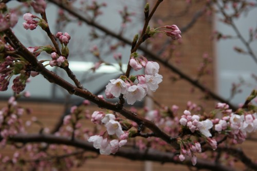 市役所庁舎入り口横の桜の写真