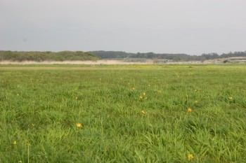 ちらほらニッコウキスゲが咲き始めたベンセ湿原の写真