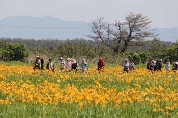 色鮮やかなニッコウキスゲの花々の間を歩く観光客の写真