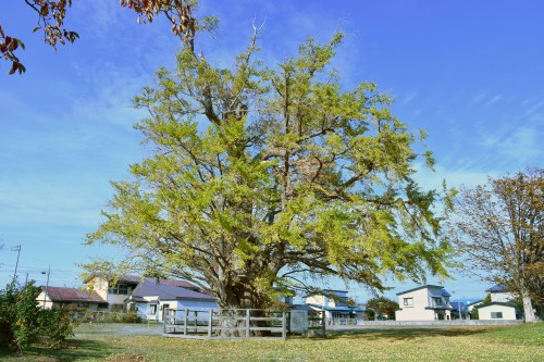 銀杏ヶ丘公園内にあるいちょうの木の写真