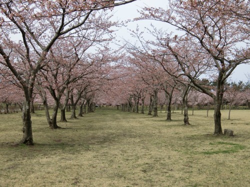 平滝沼公園の千本桜の写真