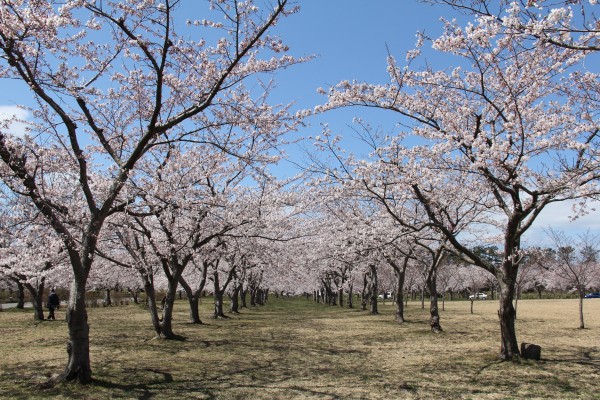 平滝沼公園の千本桜の写真
