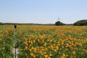 ベンセ湿原を一面黄色に染め上げるニッコウキスゲの写真