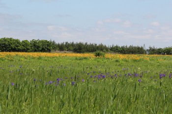 ニッコウキスゲとハナショウブが咲くベンセ湿原の写真