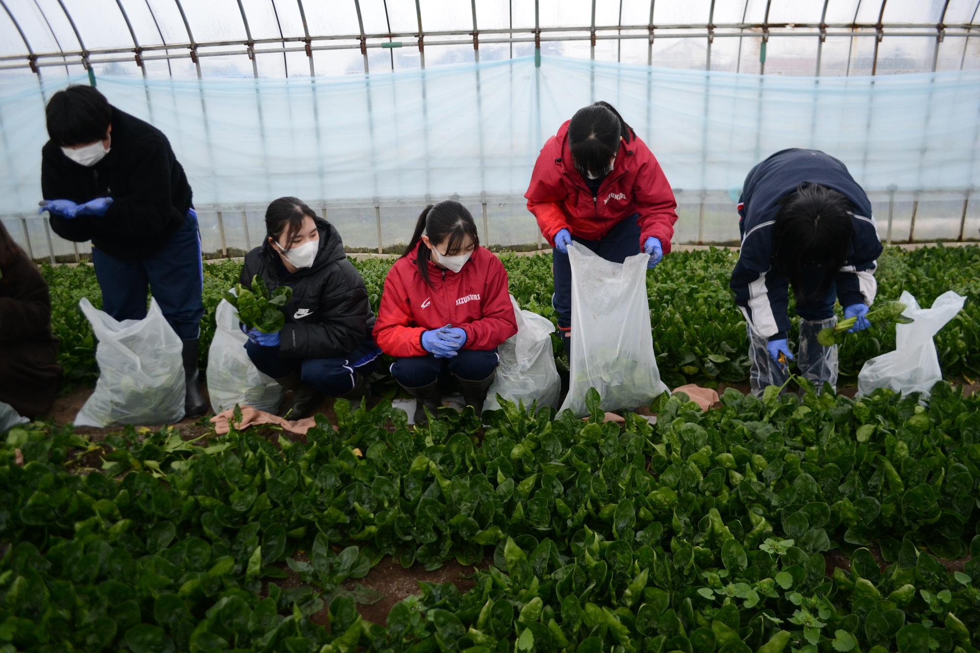 野菜が植えられているビニールハウスの中で白い袋を横に置き作業をしている様子の参加者5名の写真